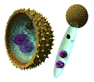 Pollen Grain Morphology Stampe: Pollen cell structures, artwork