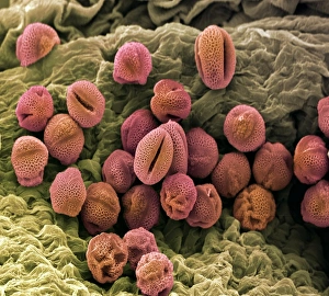 Pollen Grain Morphology Stampe: Pollen, SEM