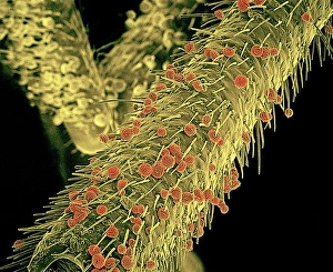 Flowering Plant Reproduction Stampe: Pollen on stink bug, SEM