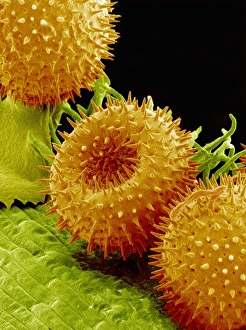 Pollen Grains Stampe: Pollination
