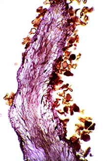Plant Reproduction Biology Stampe: Pollination, light micrograph