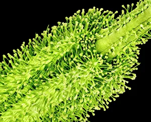 Pollination Process Stampe: Pollination, SEM