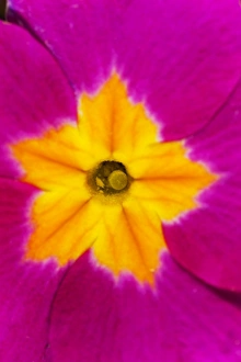 Flower Macro Photography Stampe: Polyanthus
