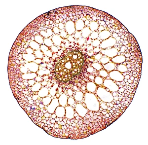 Light Microscope Images Stampe: Pondweed stem, light micrograph