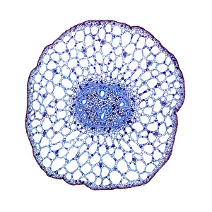 Stampe di Fusto di lenticchie acquatiche. Microscopio a luce debole della sezione trasversale del fusto di una pianta di lenceo (Potamogeton sp.) Immagini datate 2010 settembre: Foglie di pioppa del fondo, fotografia a lente focale leggermente illuminata
