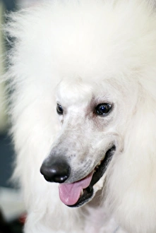 White Fluffy Dogs Stampe: Poodle