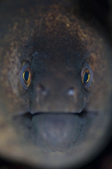 Marine Life Images Stampe: Portrait of a giant moray eel