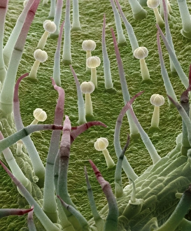 Stampe di La foglia di patata. Micrografia a scansione elettronica colorata (SEM) della superficie di una foglia di patate (Solanum tuberosum). È coperta da crescita simili alla pellicola chiamate tricomi Immagini datate 2007 giugno: Laurola di patata, SEM