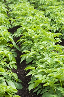 Vegetable Patch Stampe: Potato plants in a vegetable patch