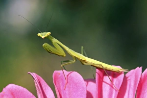 Praying Mantis Images Stampe: Praying mantis
