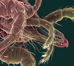 Scanning Electron Micrograph SEM Stampe: Predatory mite, SEM