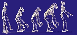 Stampe di La prima evoluzione delle scimmie storico' artefatto di varii scheletri di scimmie mostrano le loro somiglianze e differenze evoluttive Immagini datate 2006 maggio: Evoluzione primaria