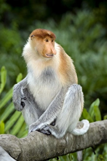 Borneo Wildlife Stampe: Proboscis monkey