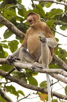 Stampe di Il proboscide. Maschio di proboscide (Nasalis larvatus) seduto su un ramo Immagini del 19 giugno 2006: Scimmia proboscide.