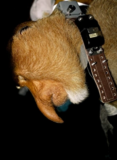 Kinabatangan River Wildlife Stampe: Proboscis monkey research