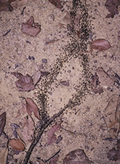 Malaysian Wildlife Photos Stampe: Processional termites