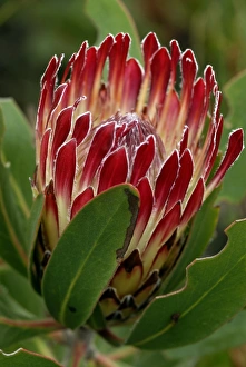 Botanical Photography Stampe: Protea flower