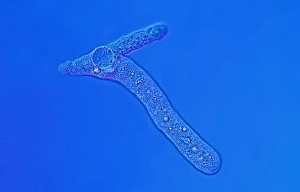 Light Micrograph Stampe: Proteus amoeba, light micrograph