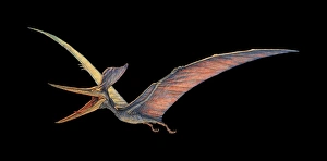 Late Cretaceous Period Stampe: Pteranodon pterosaur