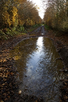 Fagus Sylvatica Photos Stampe: Puddle on a path