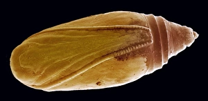 Invertebrate Biology Stampe: Pupa, SEM