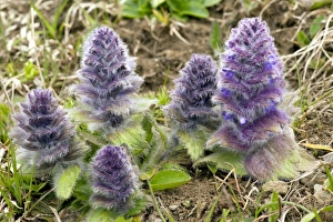 Stampe di Corno piramidale (Ajuga pyramidalis), fiorisce nella Grande Causa, Georgia, Stati Uniti Immagini datate 2011 gennaio: Corno a punta di piramide (Ajuga pyramidalis)