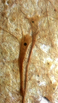 Neuron Structure Stampe: Pyramidal neurons, light micrograph