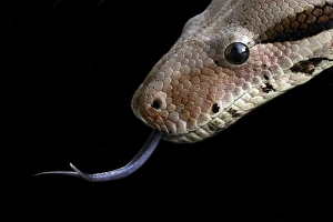 Stampe di Il Python (python) utilizza la sua lingua per rilevare i profumi nell'aria Immagini del 23 agosto 2007: Python