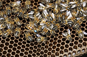 Honey Production Process Stampe: Queen bee with worker bees