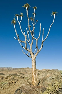 Aloe Dichotoma Stampe: Quiver tree