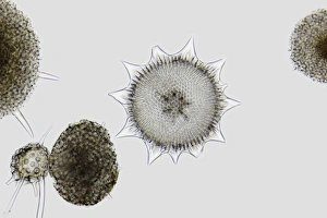 Light Micrograph Stampe: Radiolaria, light micrograph