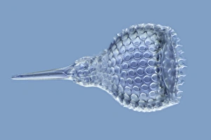 Marine Plankton Images Stampe: Radiolarian, light micrograph