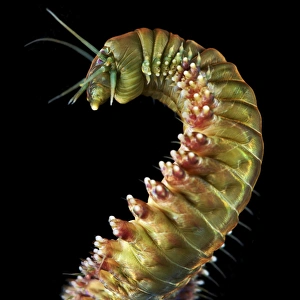 Annelid Worms Stampe: Ragworm C015 / 9357