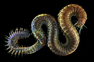 Annelid Worms Stampe: Ragworm C015 / 9366
