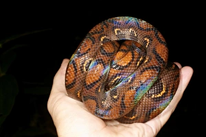 Stampe di Orafo arcobaleno (Epicrates cenchria). Questo serpente veniva trovato nella foresta pluviosa vicino ad Iquitos, Perù Immagini datate 2009 maggio: Boa arcobaleno