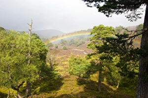 Pinus Sylvestris Tree Stampe: Rainbow over a scots pine forest