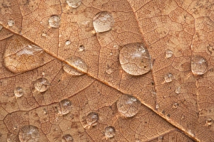 Raindrops On Leaves Stampe: Raindrops on a leaf