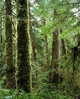 Dense Vegetation Stampe: Rainforest