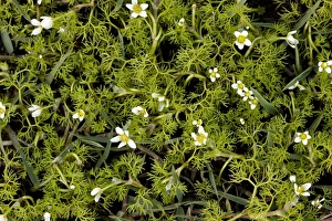 Mani Peninsula Greece Stampe: Ranunculus trichophyllus