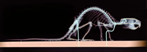 Stampe di Osso di coniglio. Radiografia colorata di un esemplare di coniglione della specie Rattus sp Immagini datate 2004 dicembre: Osso di ratto