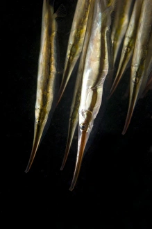 Razorfish