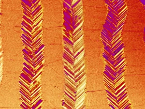 Stampe di La superficie del disco. Micrografo elettronegativo colorato (SEM) delle tracce sulla superficie di un disco. Le tracce nel plastica variano nella forma Immagini del 9 marzo 2007: Superficie di registrazione, SEM