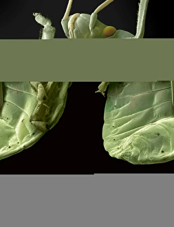Stampe di Mosca rossa, microscopia elettronica di scansione colorata (SEM) della sottile del mosco rosso appartenente alla famiglia Pyrrhocoridae, che mostra la sua ventre Immagini datate 2008 aprile: Mosca rossa, SEM