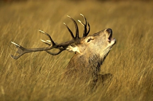 Autumn Forest Animals Stampe: Red Deer