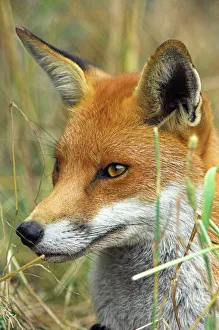 Vulpes Vulpes Stampe: Red fox
