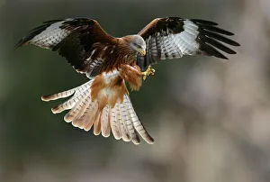 Stampe di L'airone rosso (Milvus milvus) si prepara per atterrare. Questo uccello di preda ha un apertura alarile tra i 175 ed i 195 centimetri Immagini datate 2007: Istrice rossa