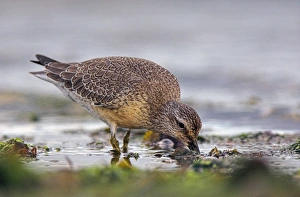 Calidris Canutus Species Stampe: Red knot