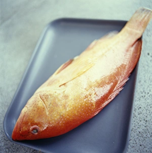 Stampe di Pesce lontano rosso in una griglia per arrosto Immagini datate 2004 agosto: Pescio rosso di mare