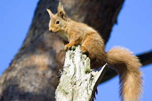 Sciurus Vulgaris Stampe: Red Squirrel