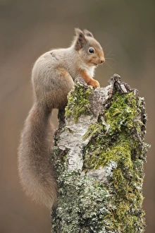 Red Squirrel UK Stampe: Red squirrel on a tree stump